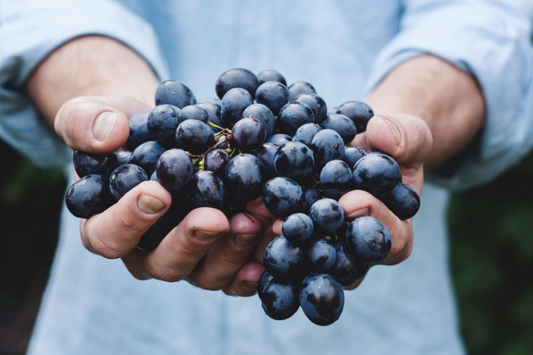 Trans-resveratrol - Aktiverar dina åldersbromsande gener